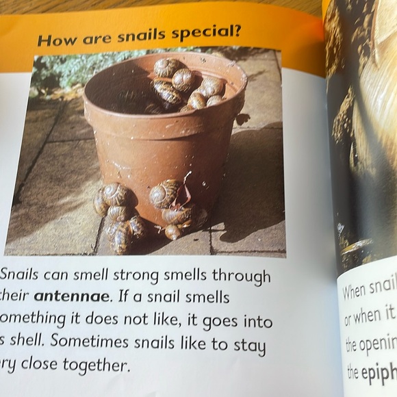 Snail Bug Books - Picture 4 of 6